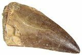 Fossil Mosasaur (Mosasaurus) Tooth - Morocco #286313-1